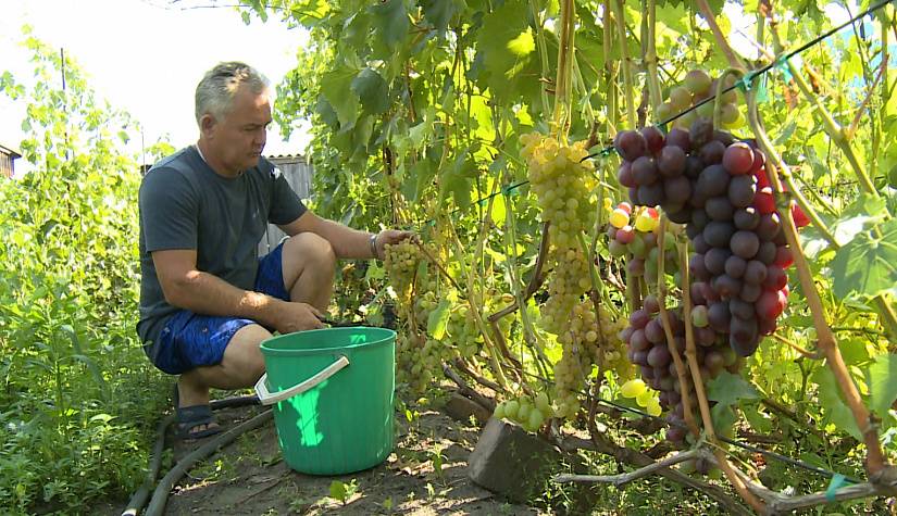 Изучаем нюансы ухода и посадки винограда в сибири. пособие для начинающих.