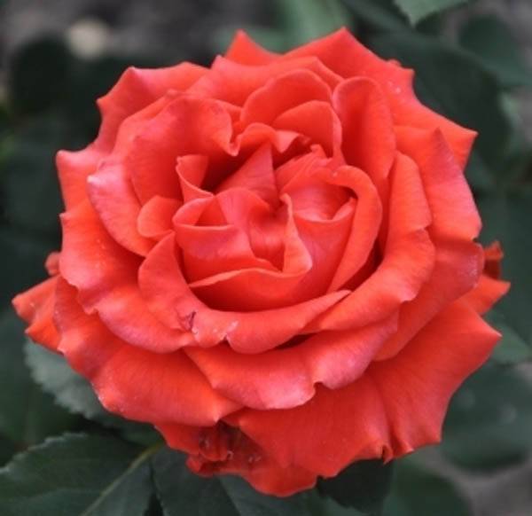 Роза эль торо (el toro): описание, характеристики и фото сорта + посадка и уход, применение цветка в ландшафте, отзывы