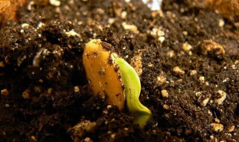 Посадка тыквы семенами в открытый грунт, фото / уход и удобрение земли для тыквы, видео