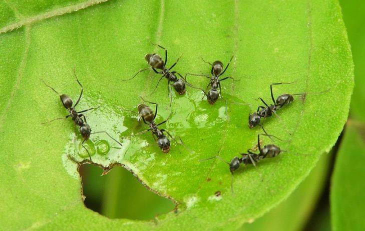 Как избавиться от муравьев в теплице6 народные методы и не только