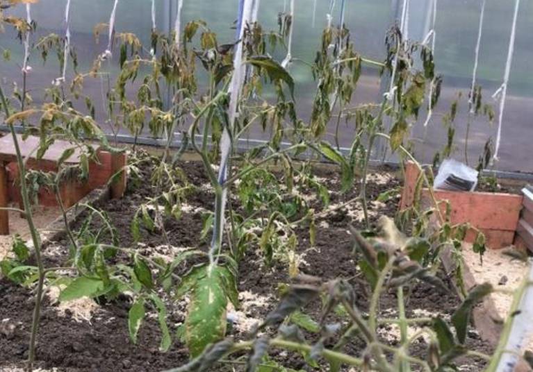 Замерзли помидоры в теплице и открытом грунте: что делать и как спасти подмерзшую рассаду