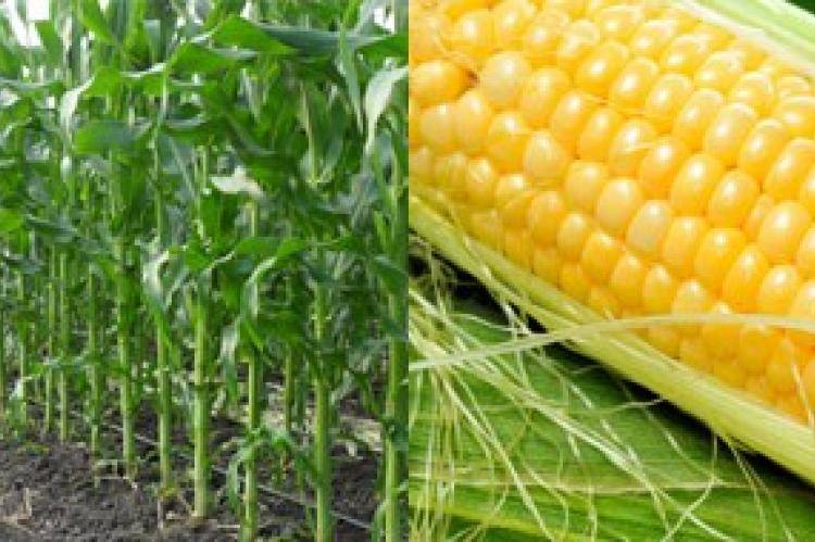 О посадке кукурузы на рассаду: как сеять семена в домашних условиях