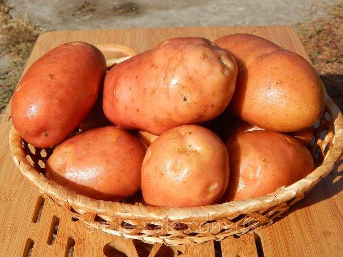 Сорт картофеля ласунок: характеристика, фото, отзывы, урожайность
