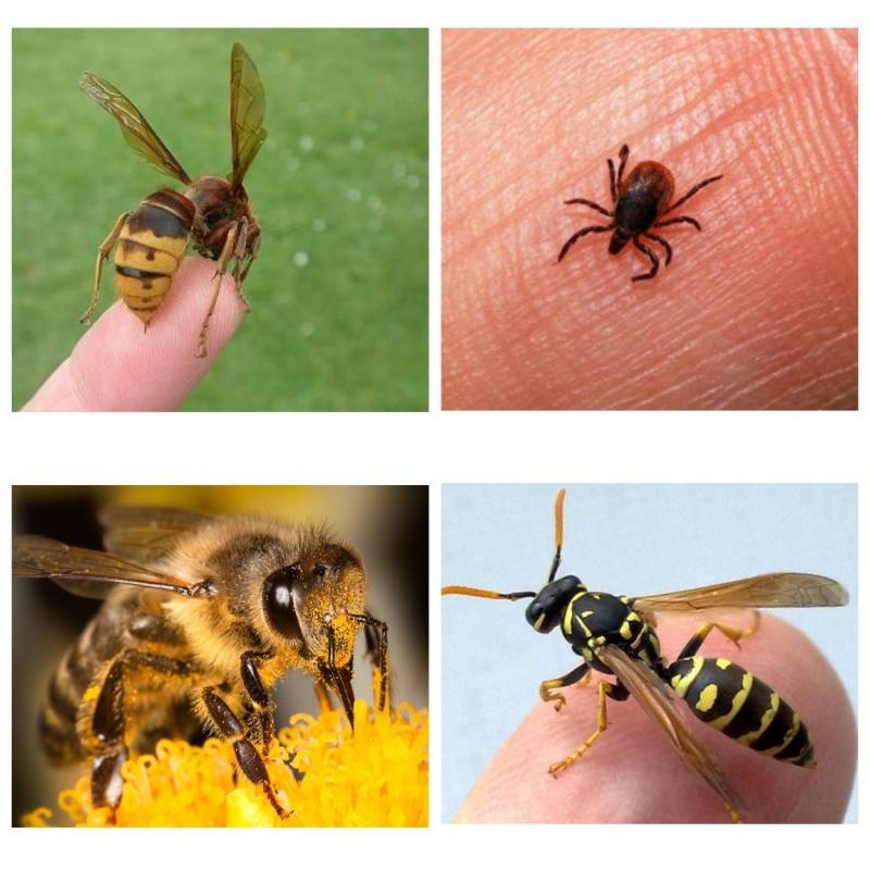 Что делать при укусе пчелы?