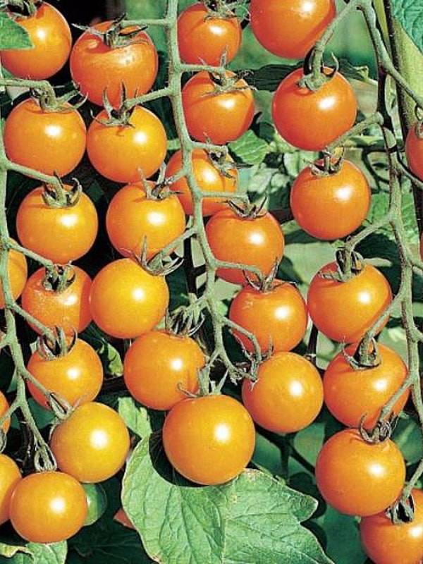 Яркий представитель черри — томат вишня желтая. характеристики сорта, описание, отзывы