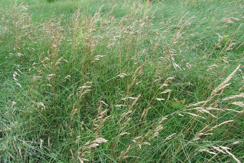 Красная овсяница: разновидности газонной травы, фото посев и уход