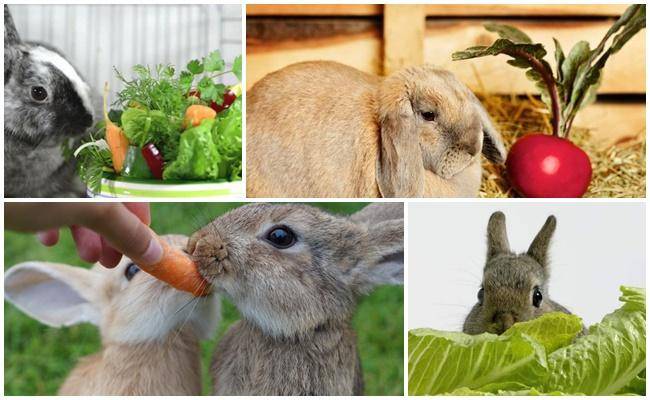 Можно давать кроликам свеклу. Кролик с овощами. Овощи и фрукты для кролика. Кролик ест редиску. Кролик в редиске.