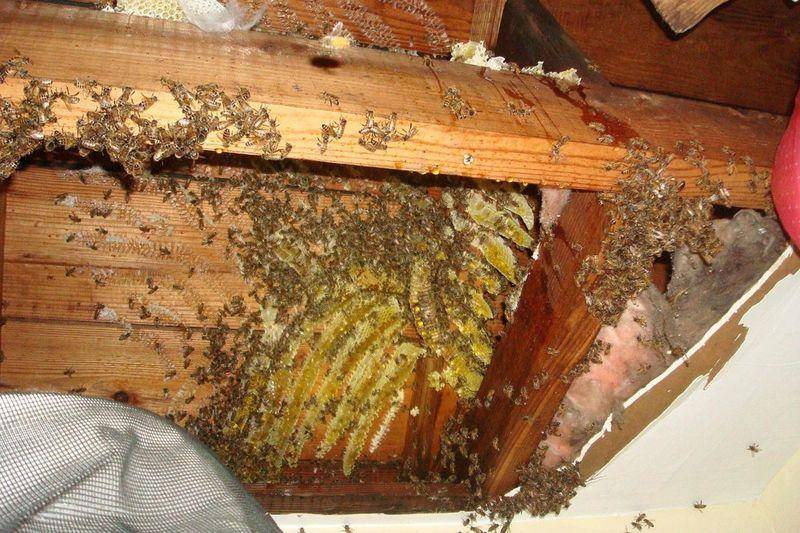 Шмель на балконе: обзор действенных способа избавиться от насекомых. как вывести шмелей
