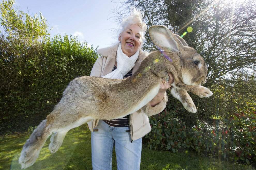 О самом большом кролике в мире: основные породы кроликов гигантов