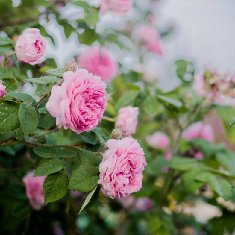 Чайная роза ?: 120 фото розы, условия для выращивания в саду, особенности ухода, полива, размножения, советы от садоводов
