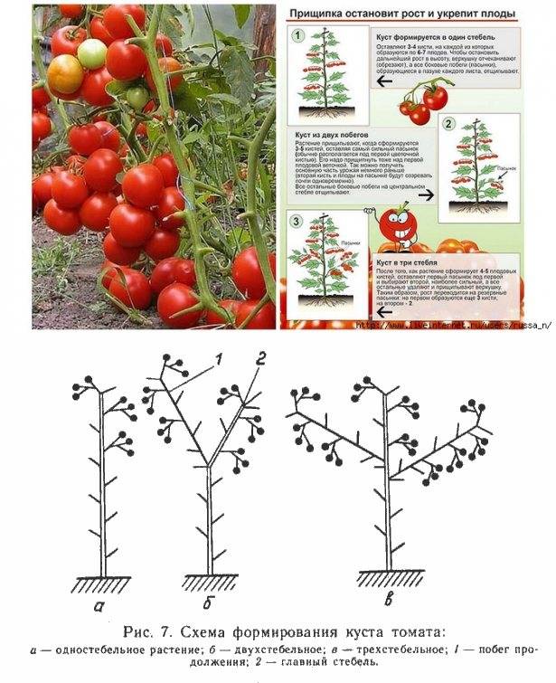 Формирование томатов – в теплице, открытом грунте, как правильно, в 1, 2, 3, 4 стебля, схема, видео