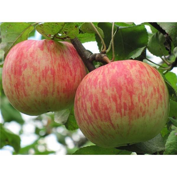 Яблоня бессемянка мичуринская: характеристики, полезные свойства, выращивание и уход за сортом, фото