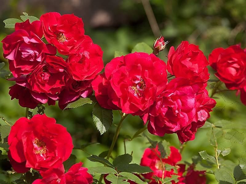 27 лучших сортов канадских роз