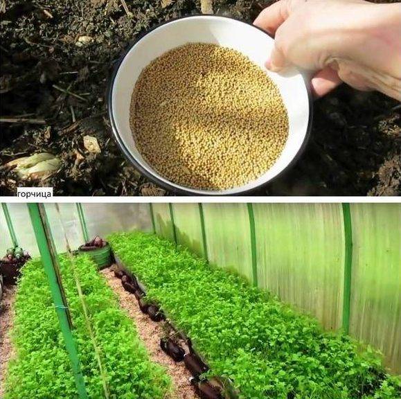 Как сеять горчицу для улучшения почвы: посев и посадка, как посадить и правильно сажать осенью для земли удобрение в огороде, как посеять семена после уборки урожая