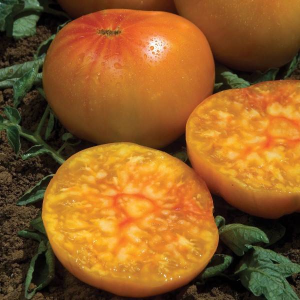 Томат алтайский оранжевый: описание и характеристика сорта