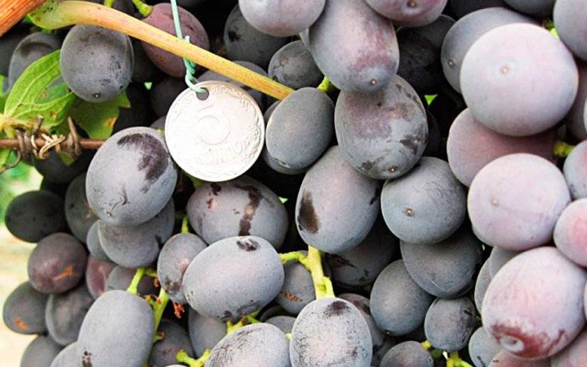 Привлекательный кишмиш из греции — виноград аттика