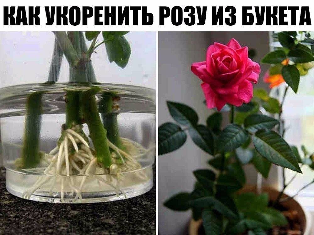 Как посадить розу, если она дала росток