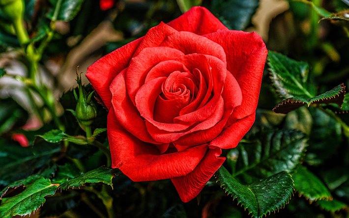 Сообщение про цветок роза