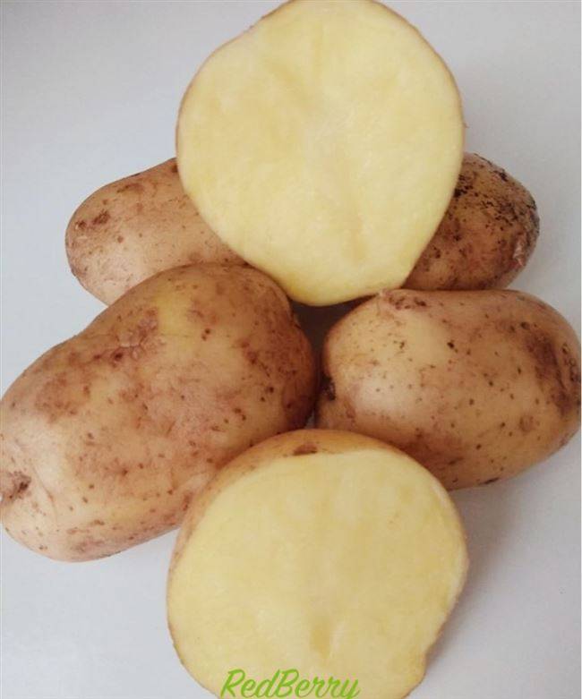 Картофель ривьера: описание сорта, фото, отзывы