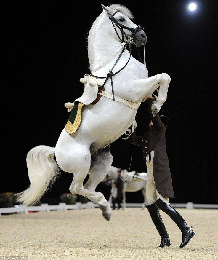 ᐉ донская лошадь: экстерьер, характер, содержание и разведение породы - zooon.ru