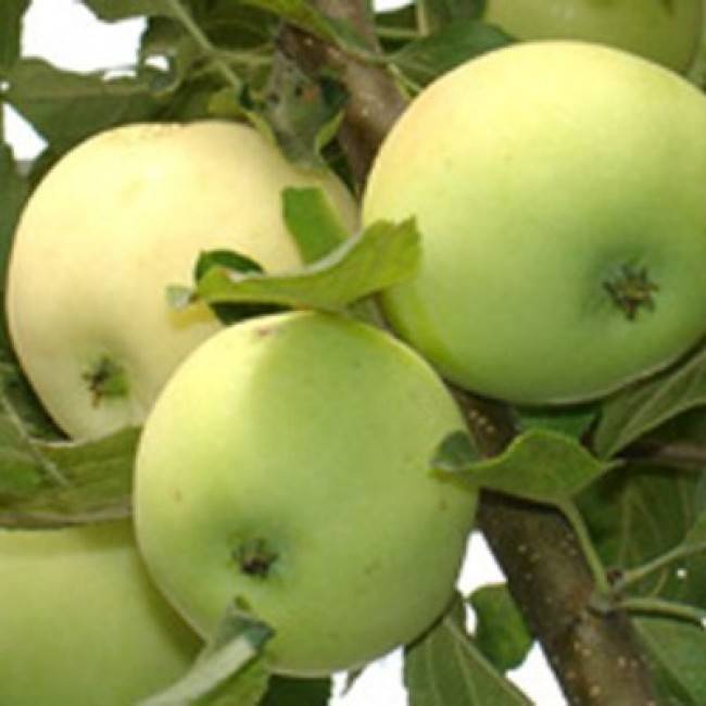 Характеристики и описание сорта яблони юнга (белоснежка), отзывы садоводов
