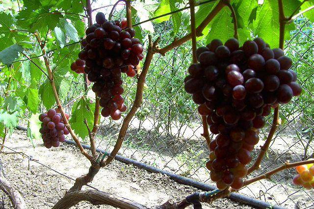Шедевр молдавской селекции — виноград сенатор
