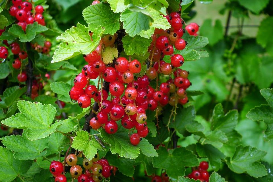 Красная смородина: лучшие сорта с описанием, как выглядят самые сладкие и крупные ягоды, какие подходят для выращивания в подмосковье и других областях