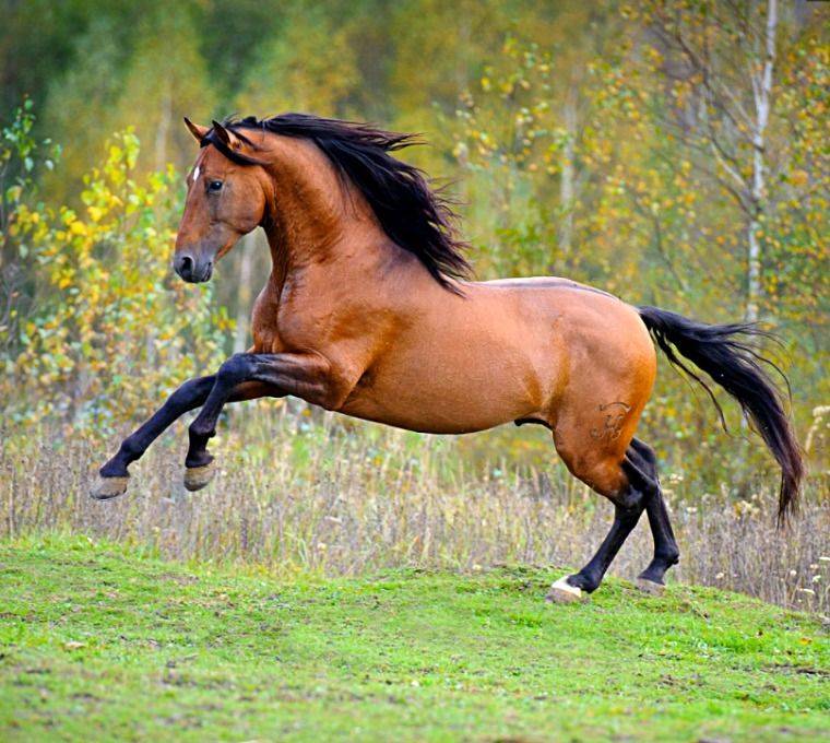 Ахалтекинская лошадь — история, особенности, перспективы разведения в россии. | cельхозпортал