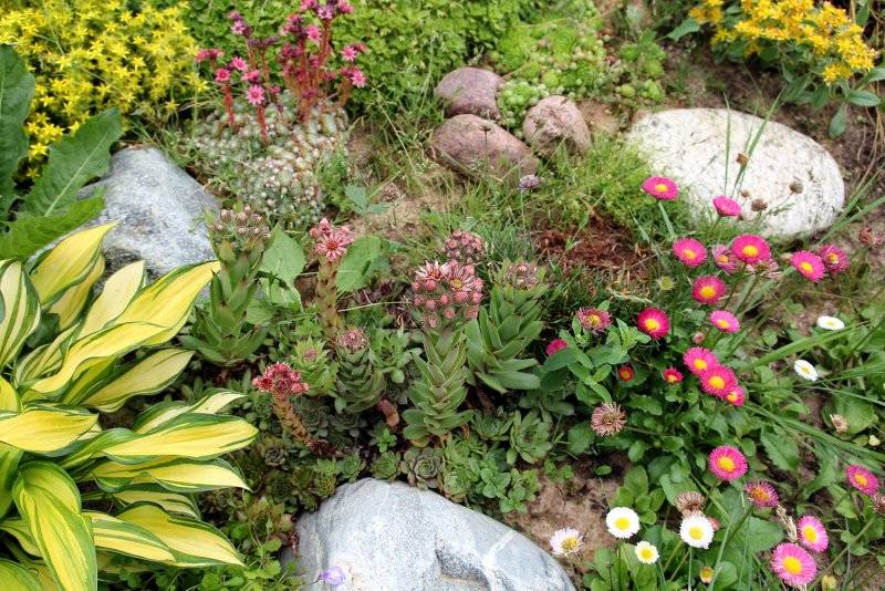 Растения для альпийской горки: названия и фото, озеленение своими руками
