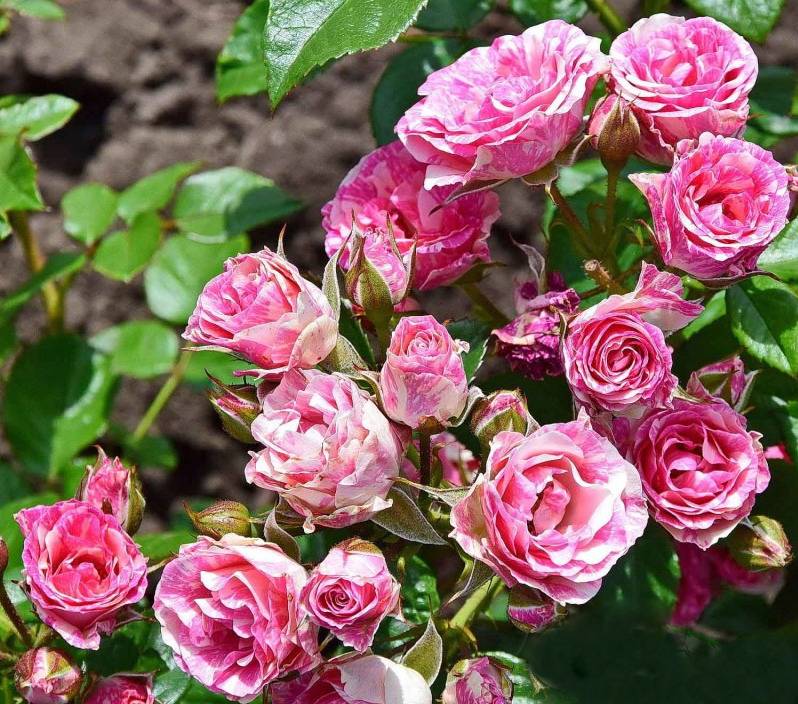 Розовые брызги или розы спрей: описание, сорта, посадка и уход | дачасадовника