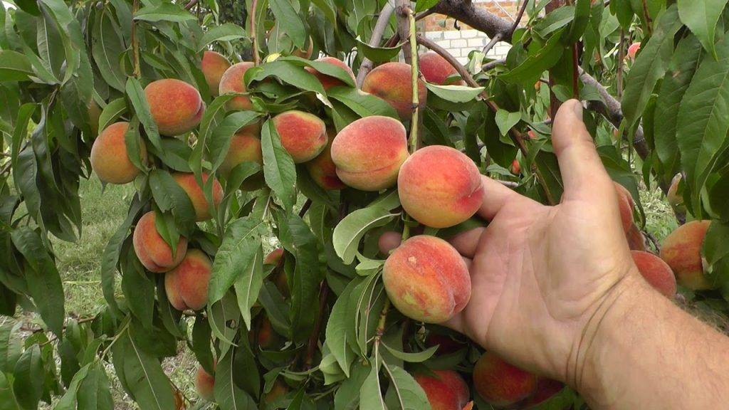 Как посадить персик косточкой: пошаговая инструкция