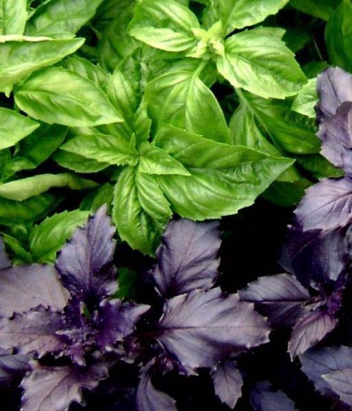 Базилик фиолетовый: лучшие сорта, полезные свойства и противопоказания, применение, фото