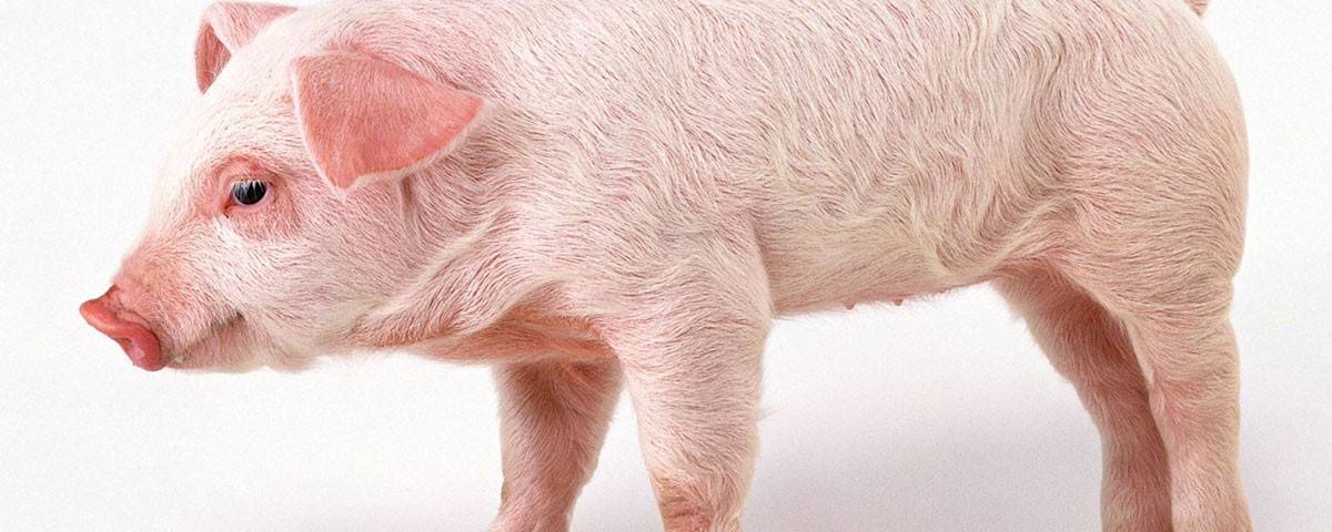 Рожа свиней: симптомы, лечение болезни, профилактика | nita-farm