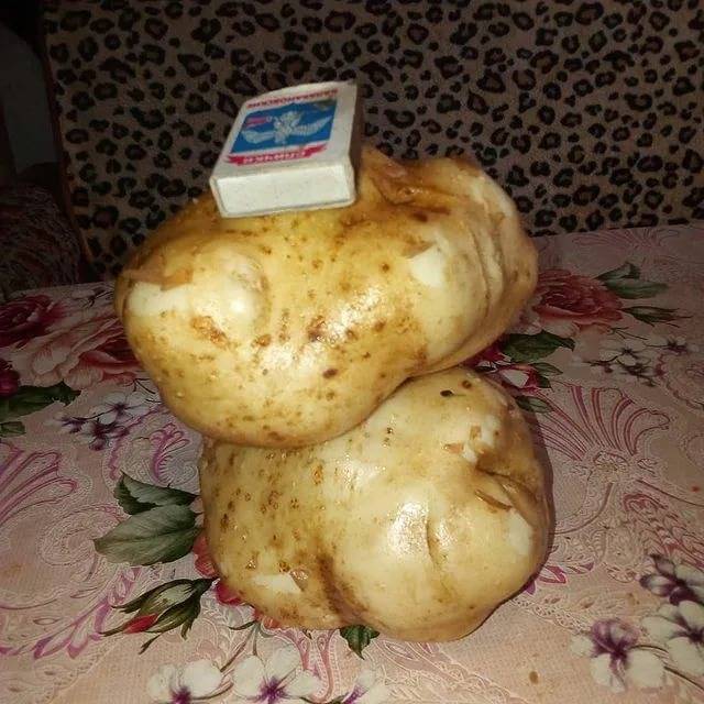 Сорт картофеля елизавета: характеристика, описание и фото картошки, а также выращивание и уход