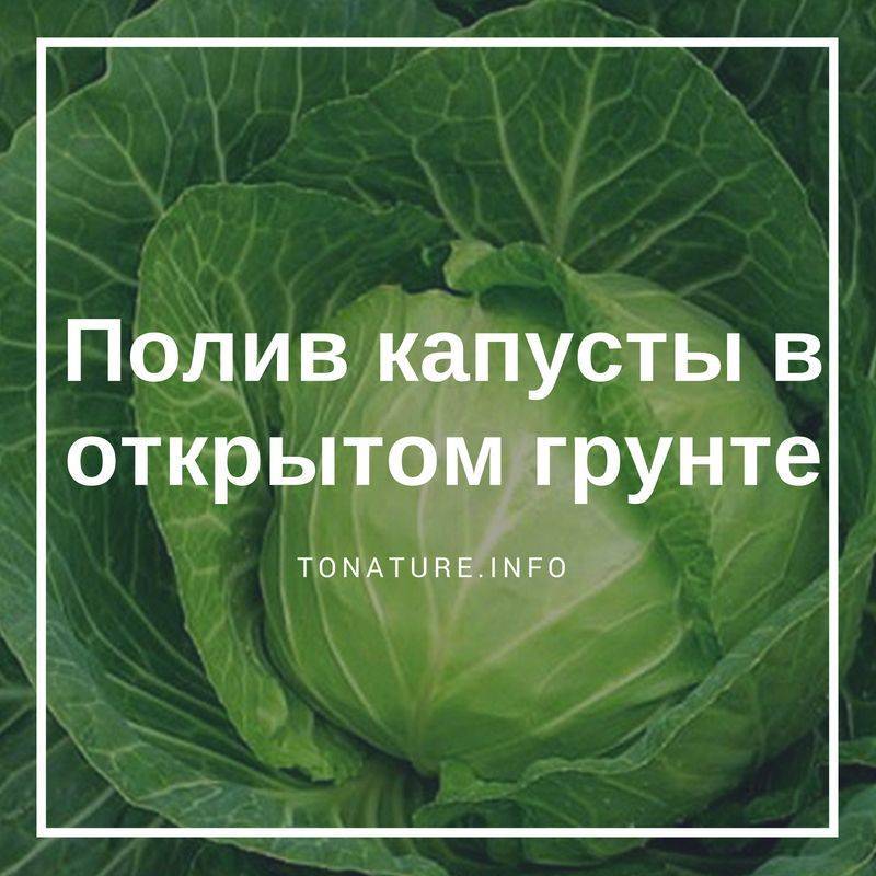 ᐉ как часто поливать капусту в открытом грунте? - zooon.ru
