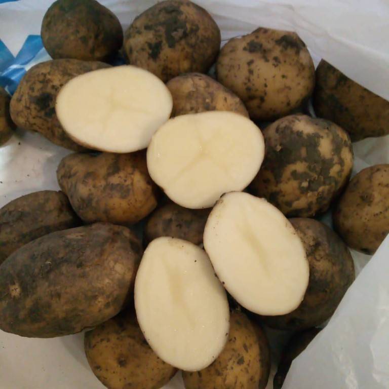 Картофель никулинский: отзывы, описание сорта