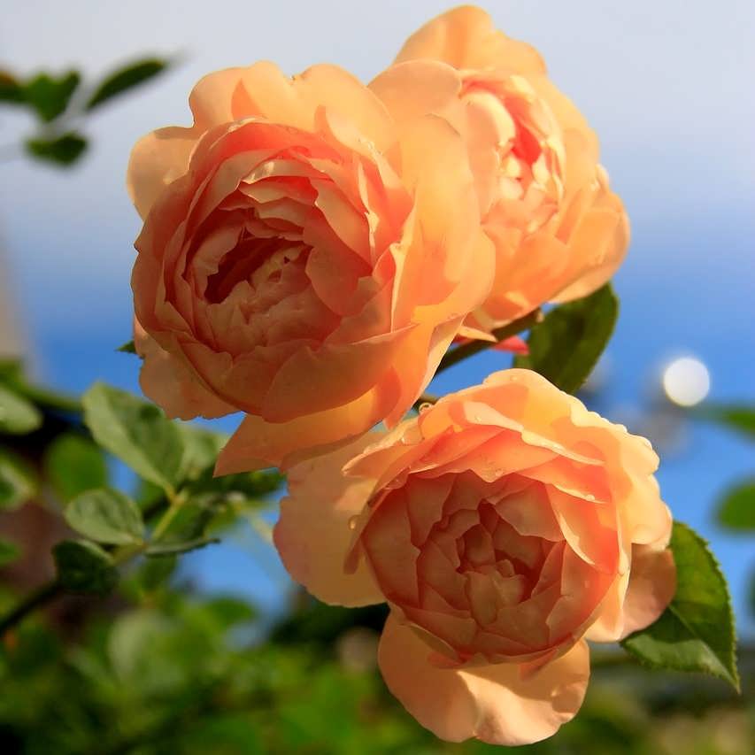 О розе Леди оф Шалот (Lady of Shalott): выращивание сортовой розы Остина
