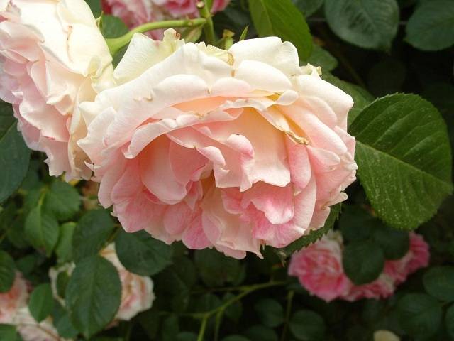 Роза цезарь, плюсы и минусы, характеристика сорта, применение в ландшафтном дизайне, отзывы о плетистой розе
