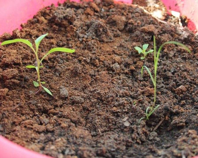 Фуксия: выращивание, уход, размножение в домашних условиях | огородник