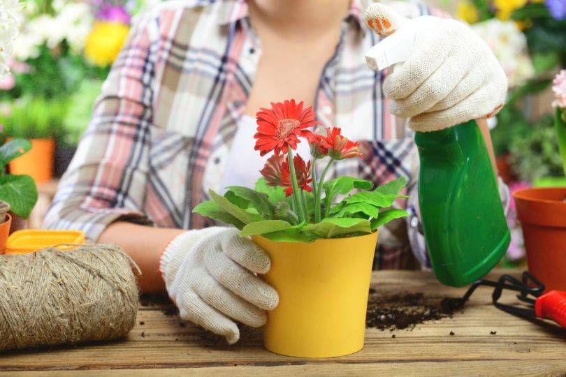 Удобрения для комнатных растений: можно ли поливать домашние цветы пивом, какие средства выбрать для быстрого роста и обильного цветения