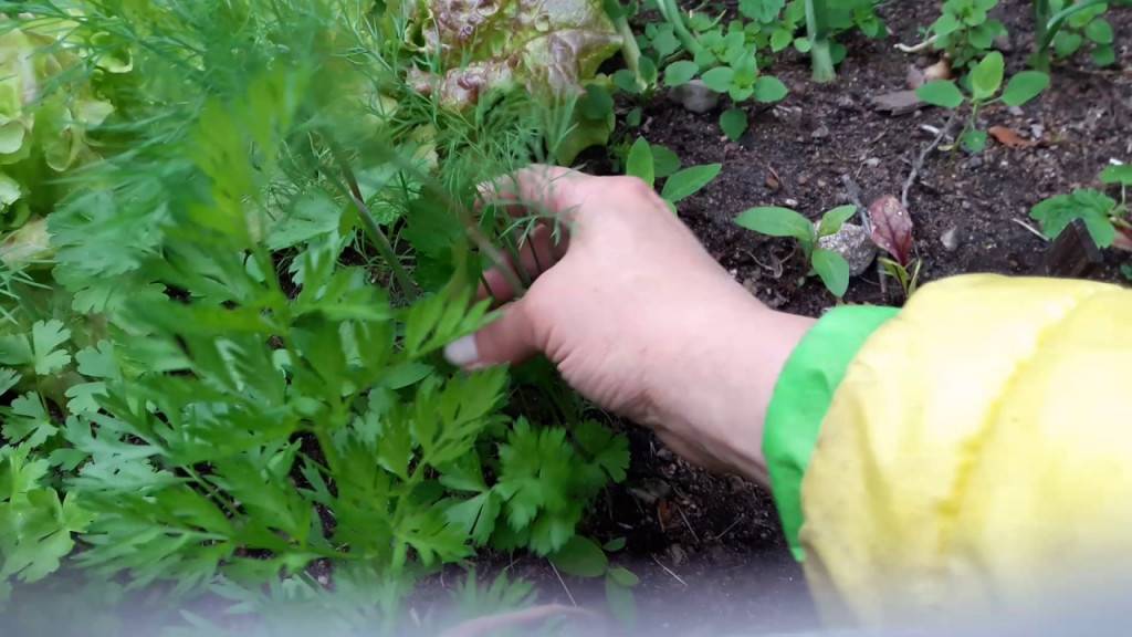 Салат: посадка и уход в открытом грунте, выращивание на подоконнике