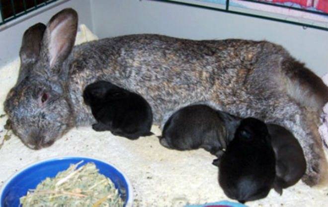 Кормление крольчат: как, чем выкормить? без крольчихи, после отсадки