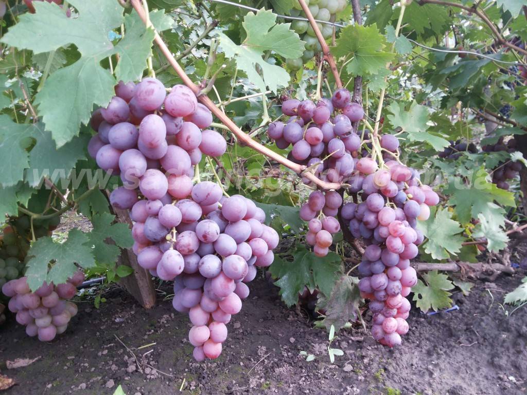 Виноград фиолетовый ранний: характеристика и описание сорта, технология выращивания, отзывы виноградарей