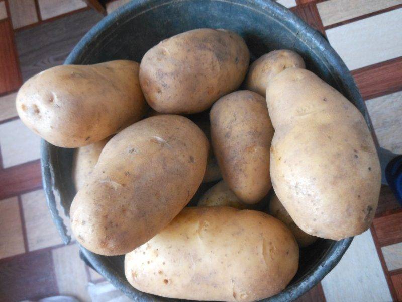 Как вырастить на садовом участке картофель адретта?