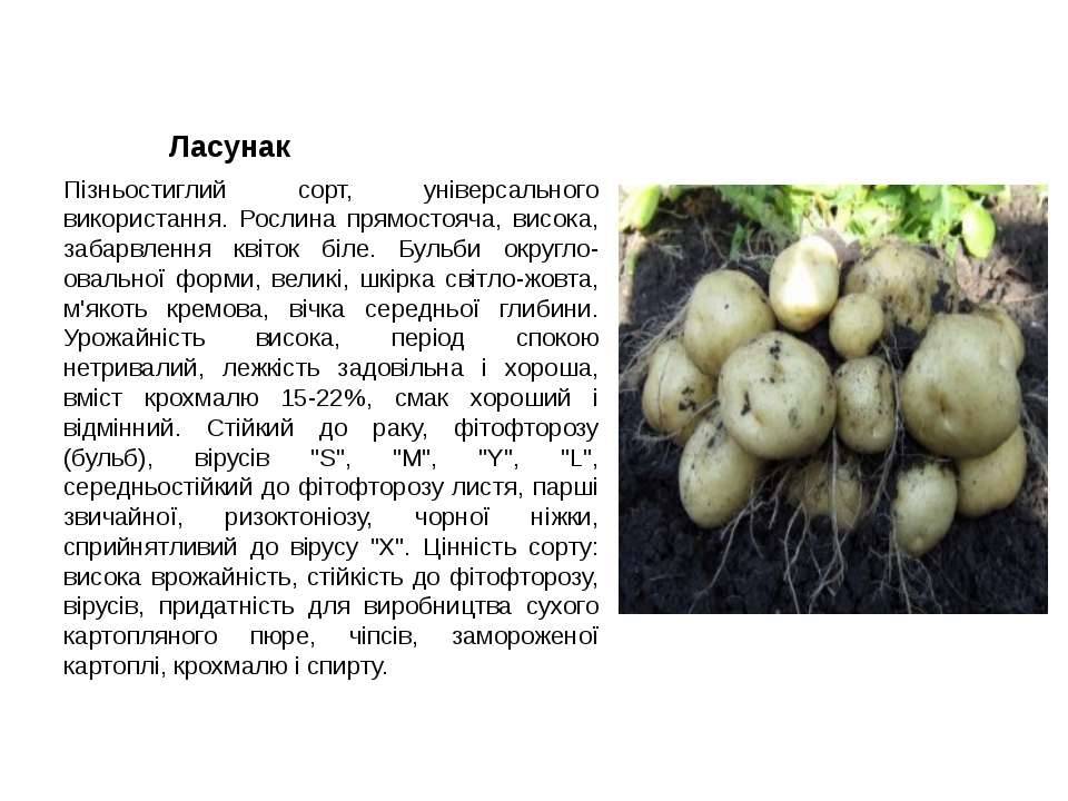 Картофель ласунок характеристика агротехника выращивания - агро эксперт