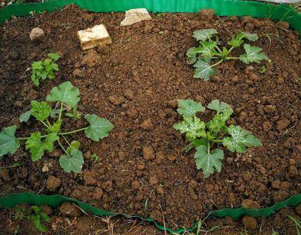 Когда сажать кабачки в открытый грунт семенами: сроки посадки кабачков