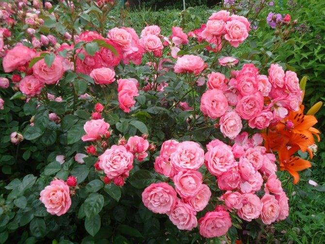 Когда сажать плетистую розу в открытый грунт? опора для плетистой розы. где лучше посадить плетистую розу - sadovnikam.ru