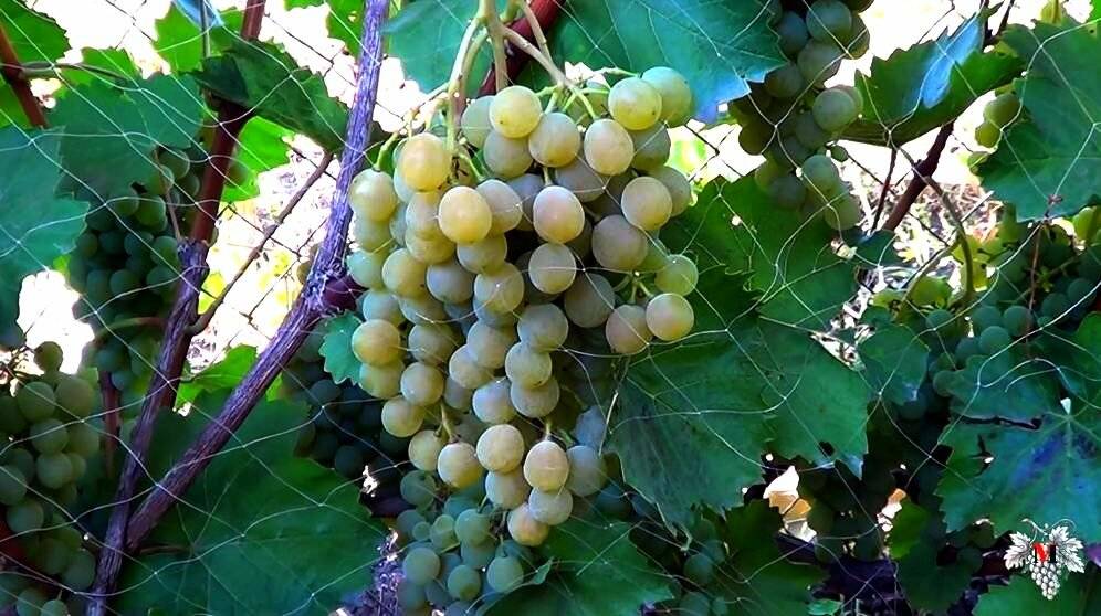 Описание и технология выращивания винограда сорта цитронный магарача