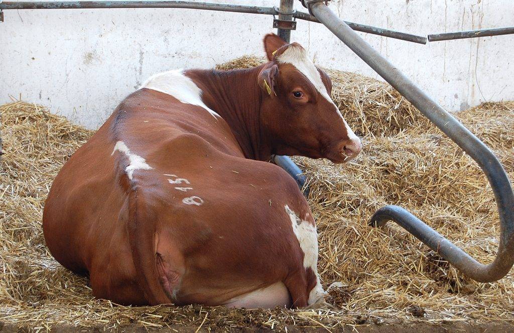 Срок беременности у коров - сколько месяцев корова вынашивает теленка