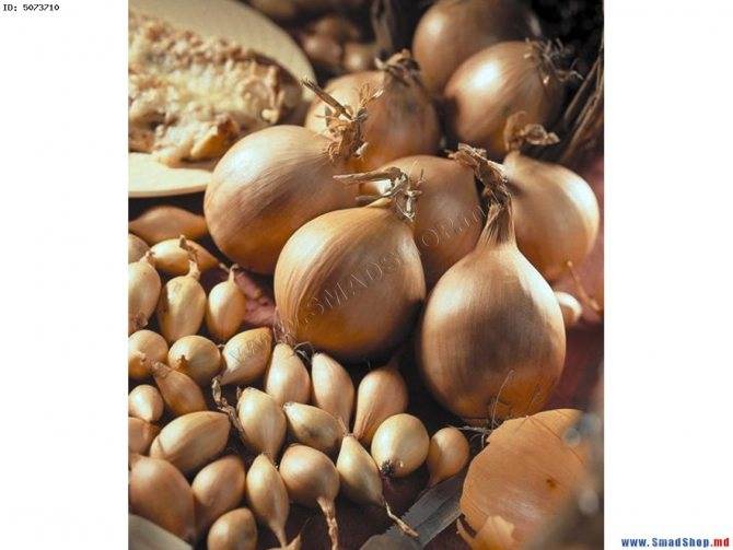 Раннеспелый сорт золотистого лука — семко. описание, выращивание и уход